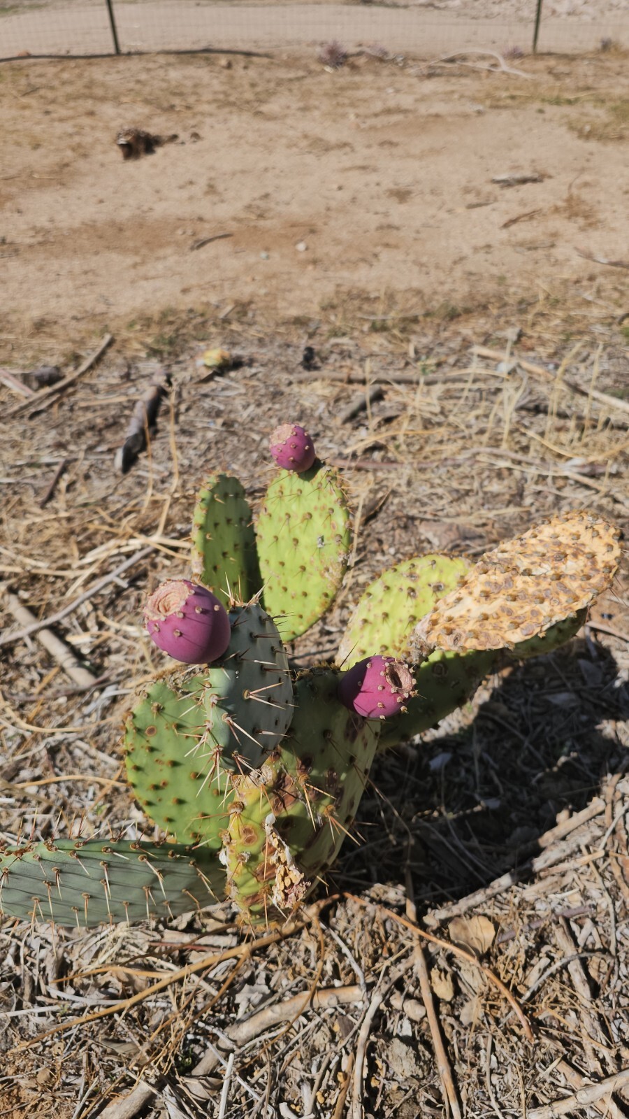 Desert Prickly pear ( Opuntia Phaeacantha), 2 Pads 4-7″ [cold hardy -20F]