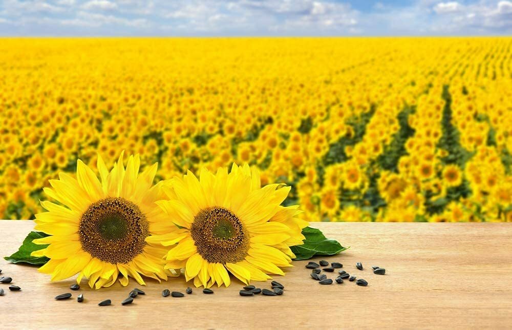 100 Black Oil Sunflower Seeds for Planting Attract Birds Produce Sunflower Oil