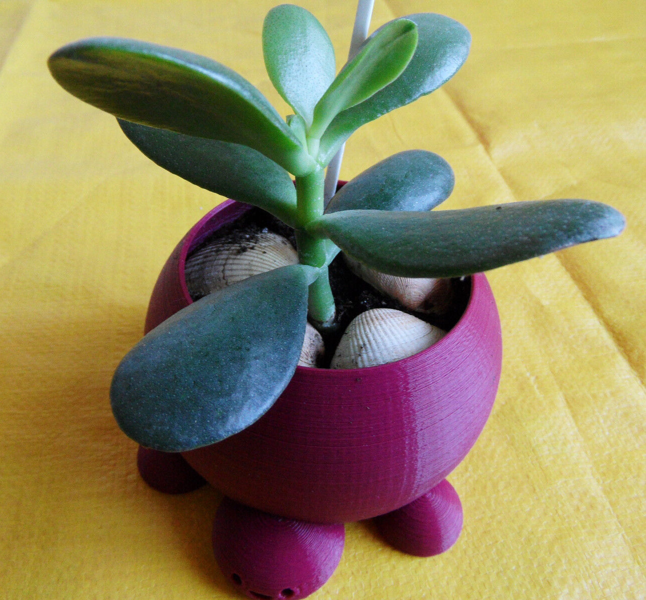Crassula Ovata Jade money Friendship Plant planted in 3D printed Turtle planter