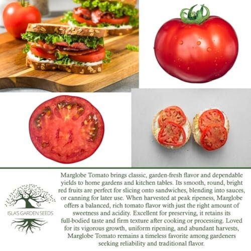 Marglobe Tomato Seeds (Solanum lycopersicum) – 500+ Non-GMO & Heirloom Seeds