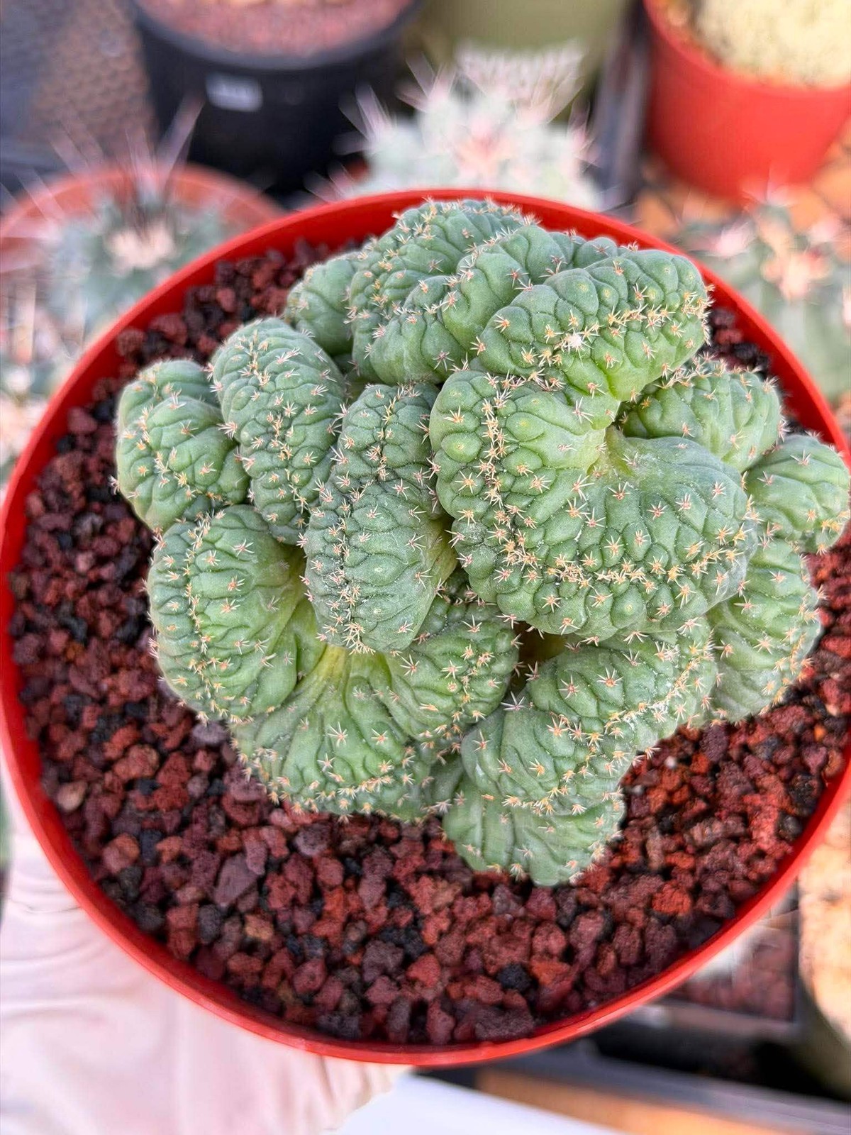 Coryphantha elephantidens ‘Tanshi’ Cristata