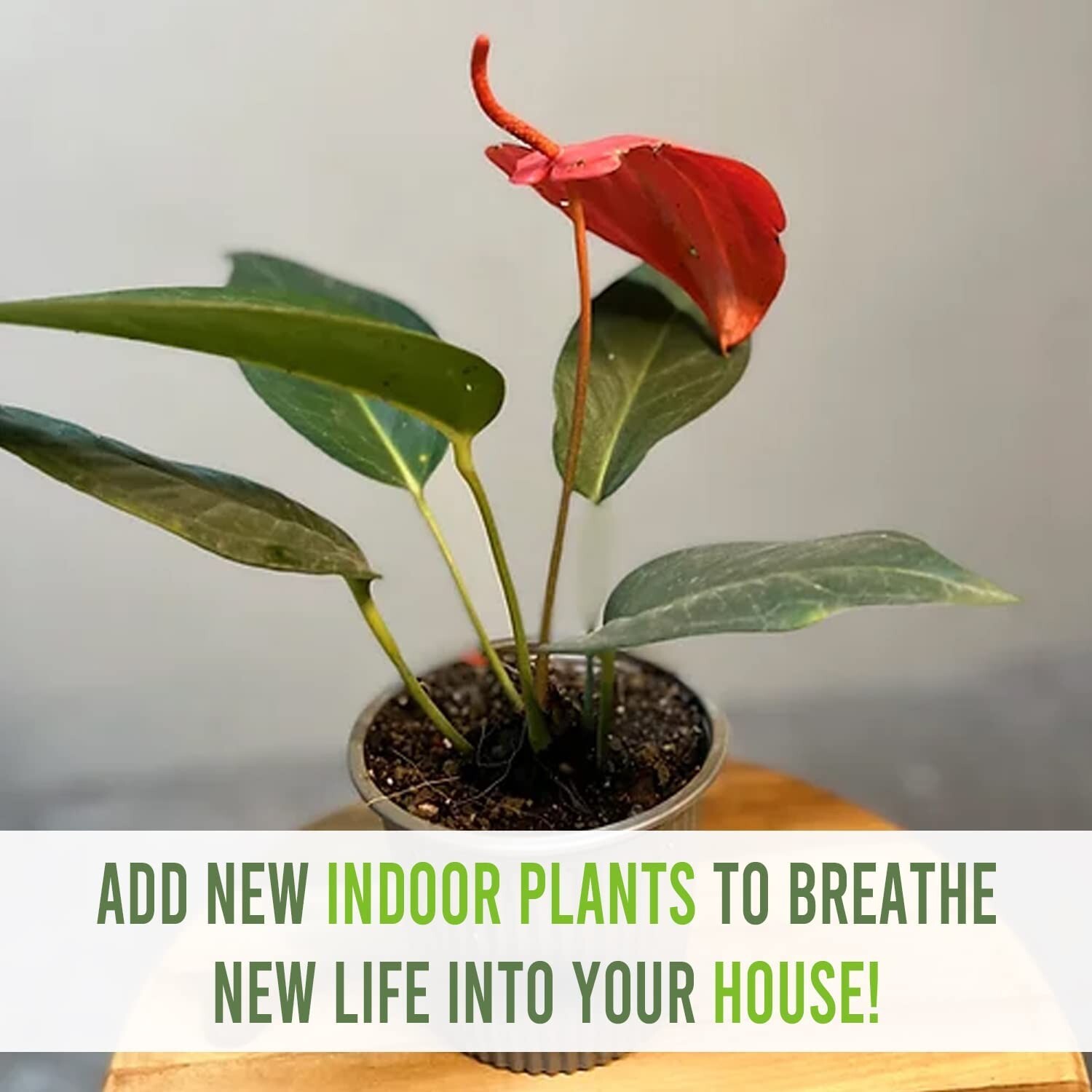 Anthurium Scherzerianum Dark Pink by LEAL PLANTS ECUADOR| Green Live House Plant