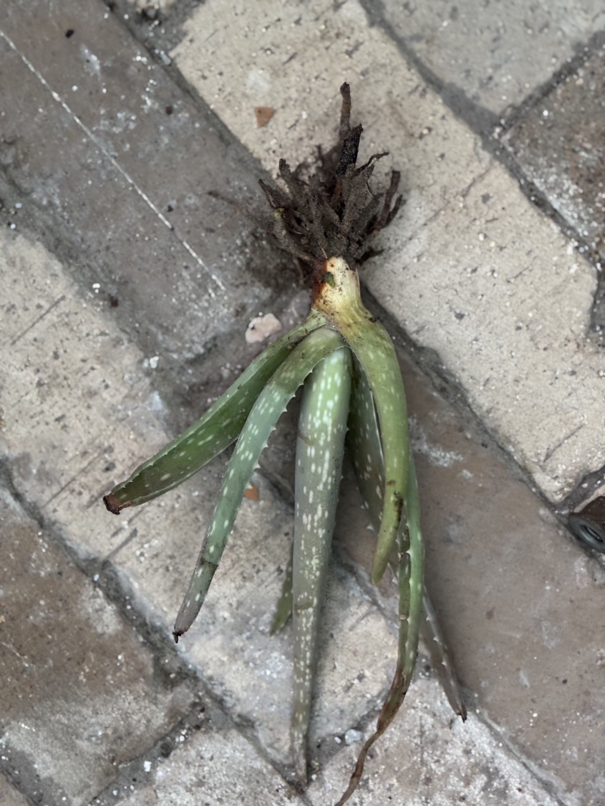 Aloe vera or Aloe barbadensis