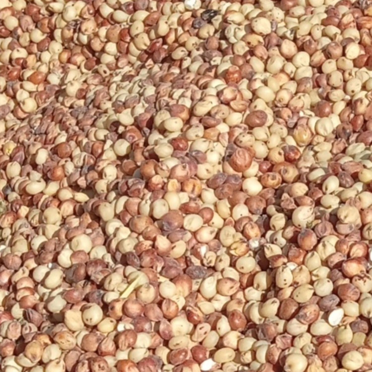 Milo (Sorghum)
