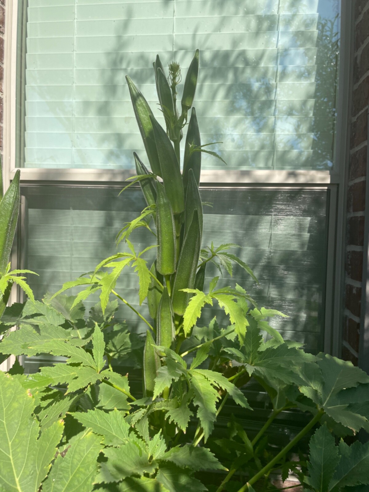 80+ Jambalaya, Okra Seeds Non-GMO Open Pollinated Early and Super Prolific