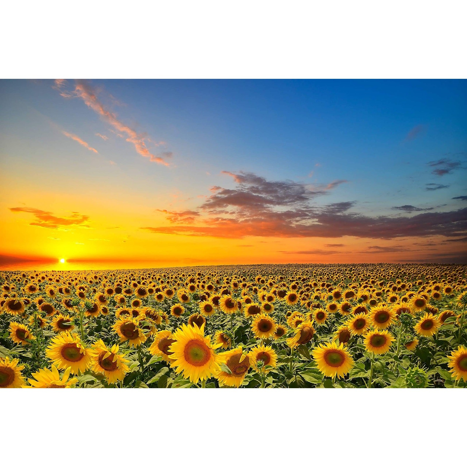Mammoth Grey Stripe Sunflower Heirloom Seeds Great for Cut Flower – 25 seeds