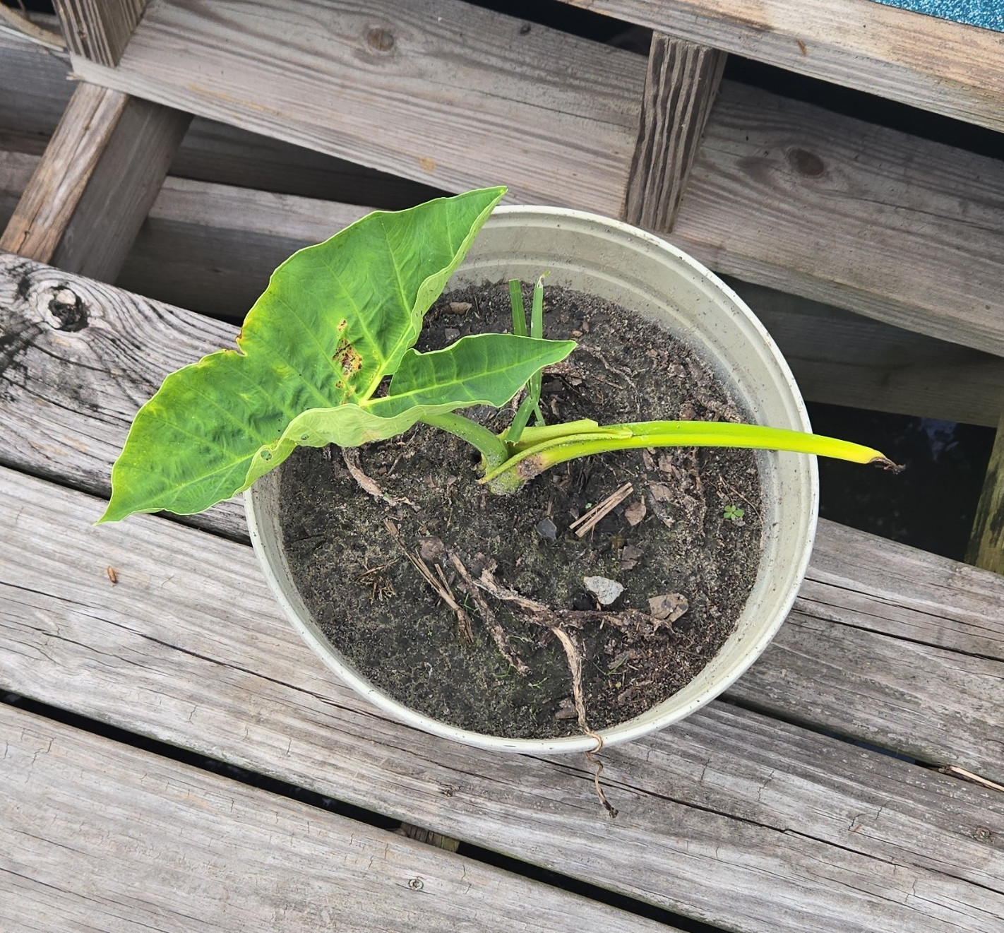 lot of 3 plant/bulb only arrowhead Alocasia Elephant ear … shown bulb + 2 pups