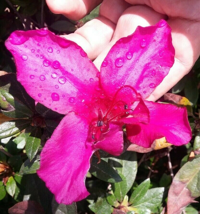 7 cuttings of beautiful Azalea, large dark red neon magenta for rooting grafting