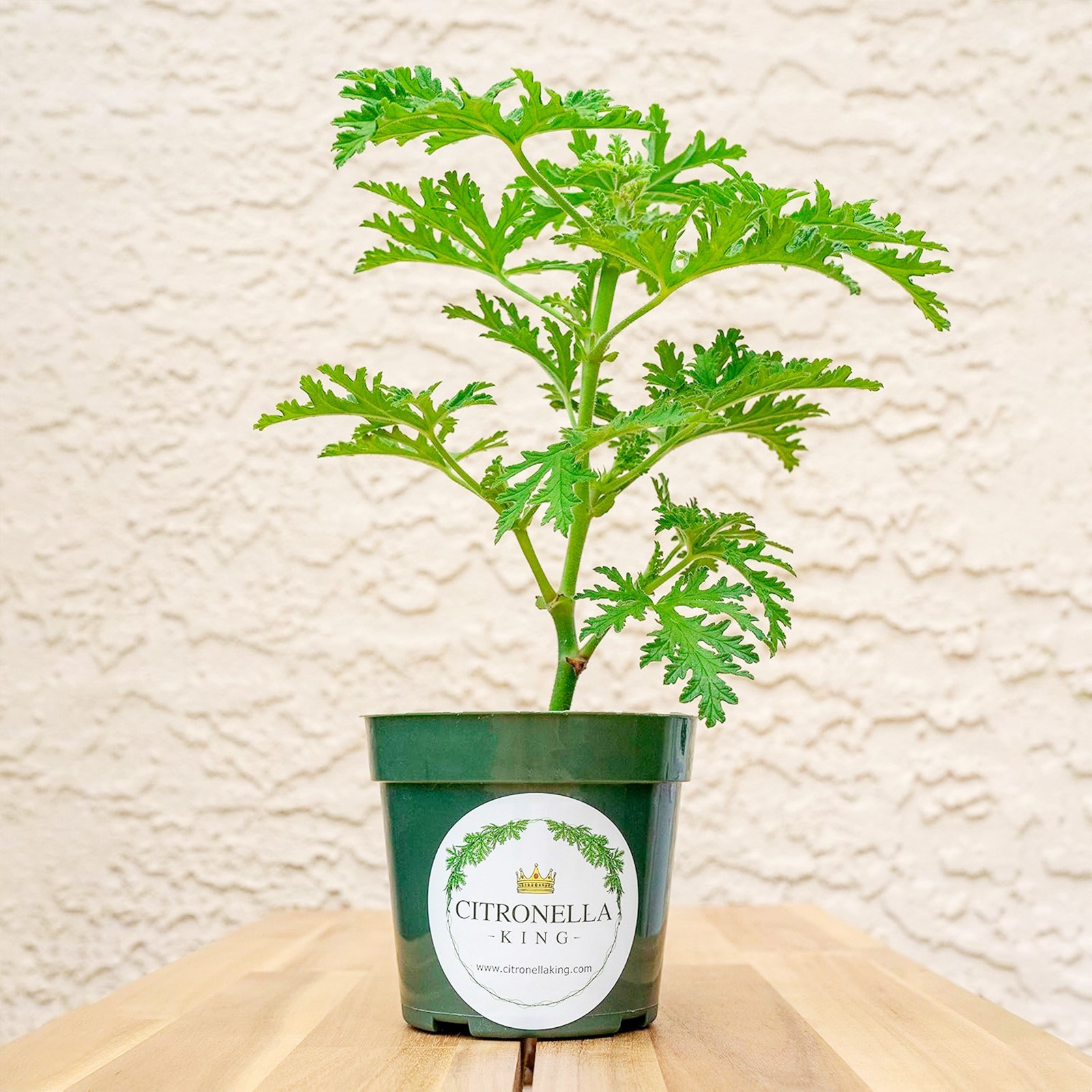 Citronella Plant, Mosquito Plant, Fully rooted in a 4″ Nursery Pot