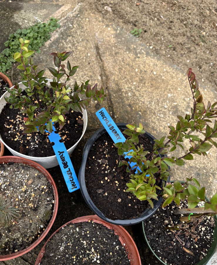 Live Huckleberry Plant, Vaccinium ovatum, 4-10″ Tall in 4″ pots, Edible Berries