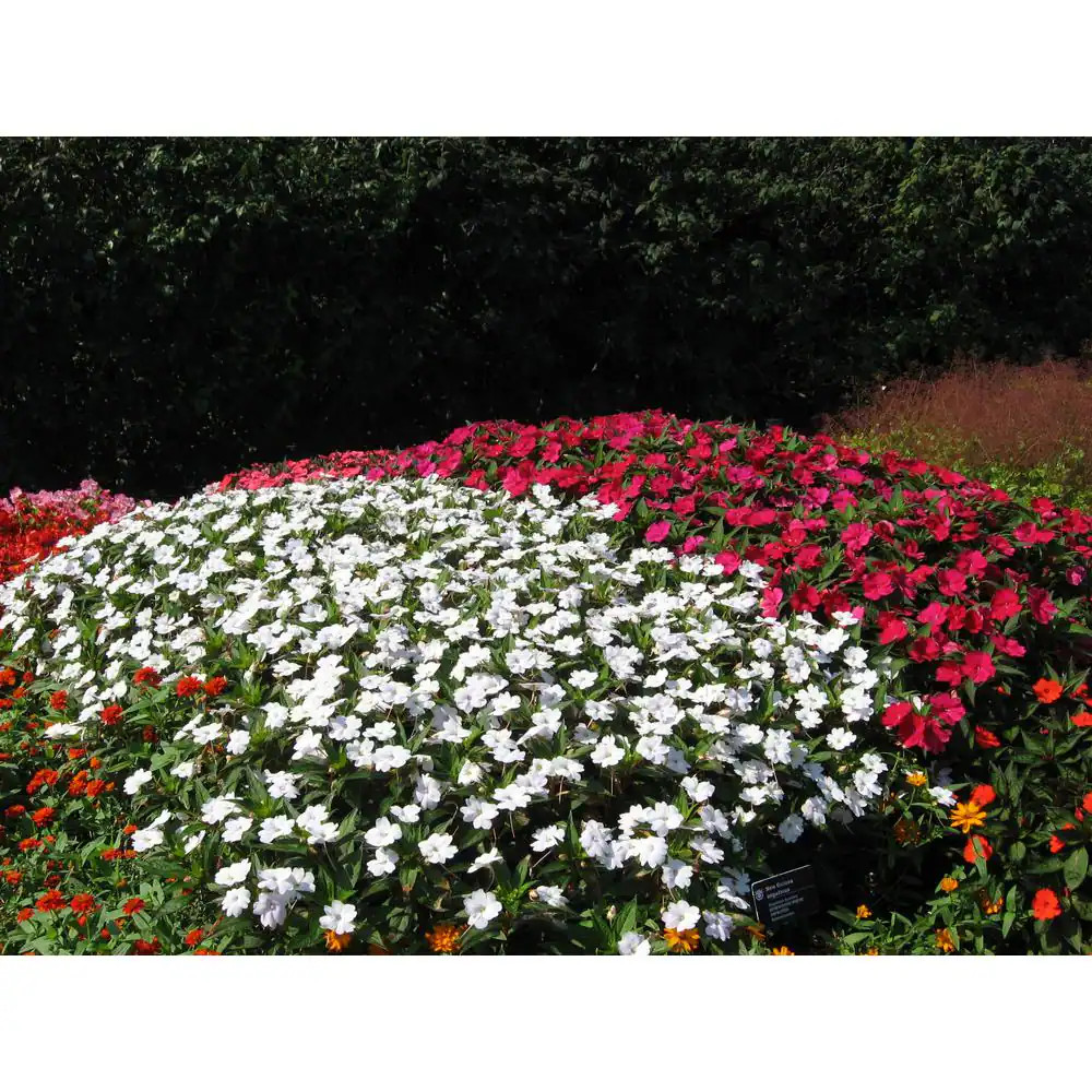 2.5 In. Compact White Sunpatiens Impatiens Outdoor Annual Plant with White Flowe