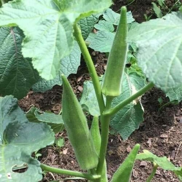 40+ Emerald Okra Seeds | Non-GMO | Heirloom Vegetable Garden Seeds