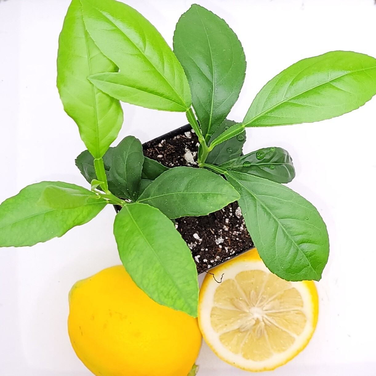Pot of 2 Meyer lemon seedlings, 3-5 inches tall
