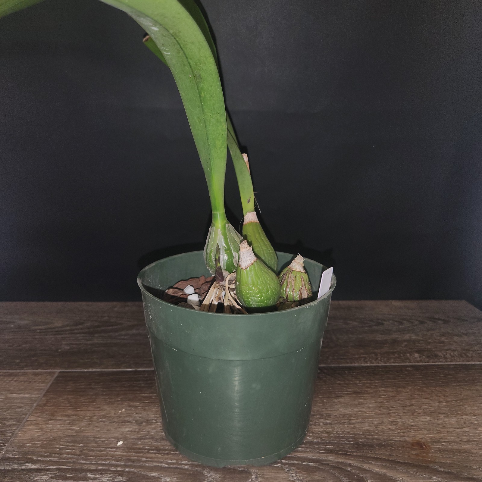 Encyclia Rioclarense 6″ Pot BS Division