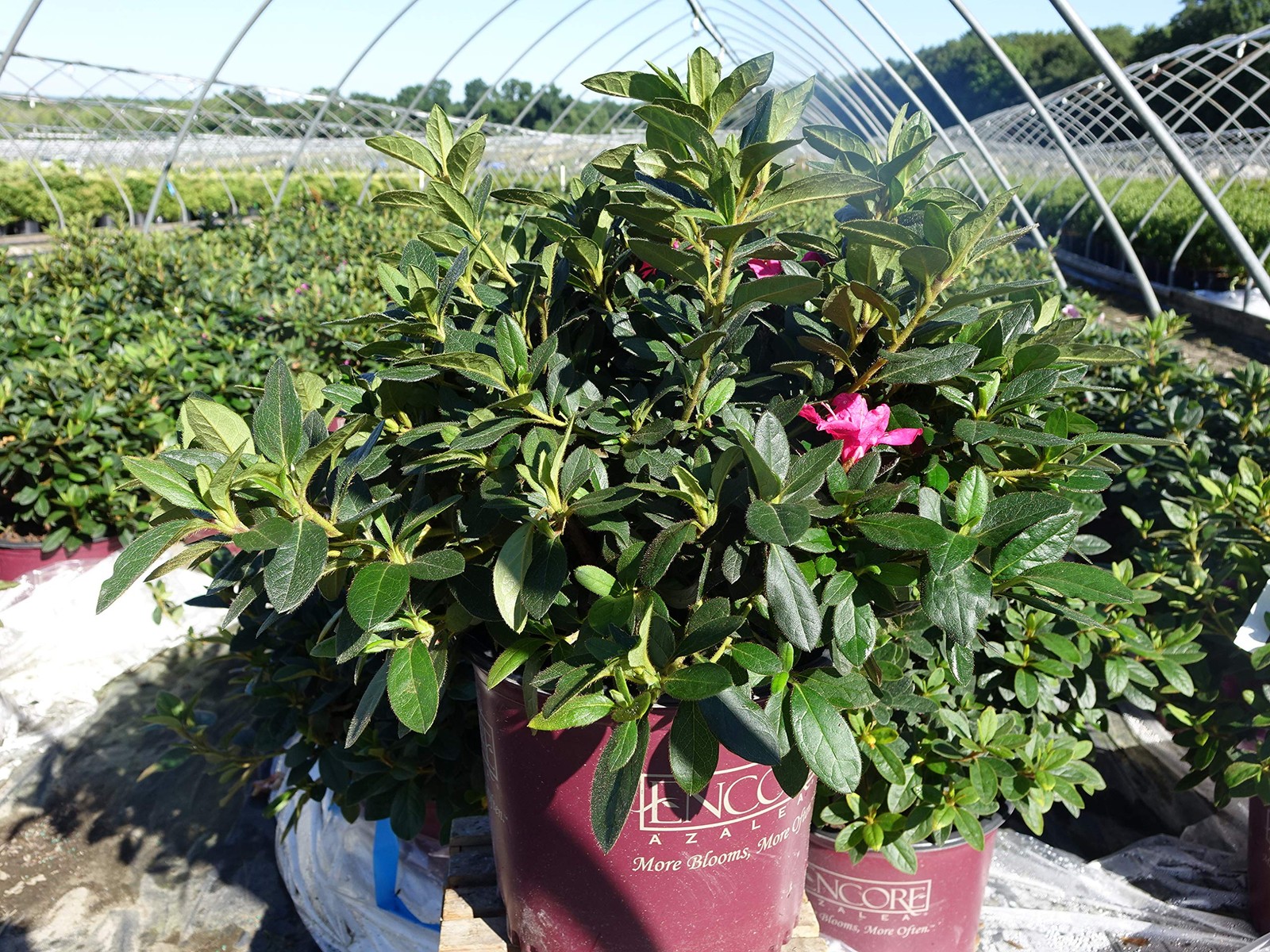 Green Promise Farms Azalea Encore Autumn Twist Reblooming Azalea Shrub Rb