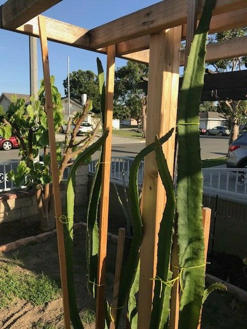 Yellow Sweet Dragon Fruit Var. “PALORA”, Pitaya Selenice 7″-10″ (2) pieces
