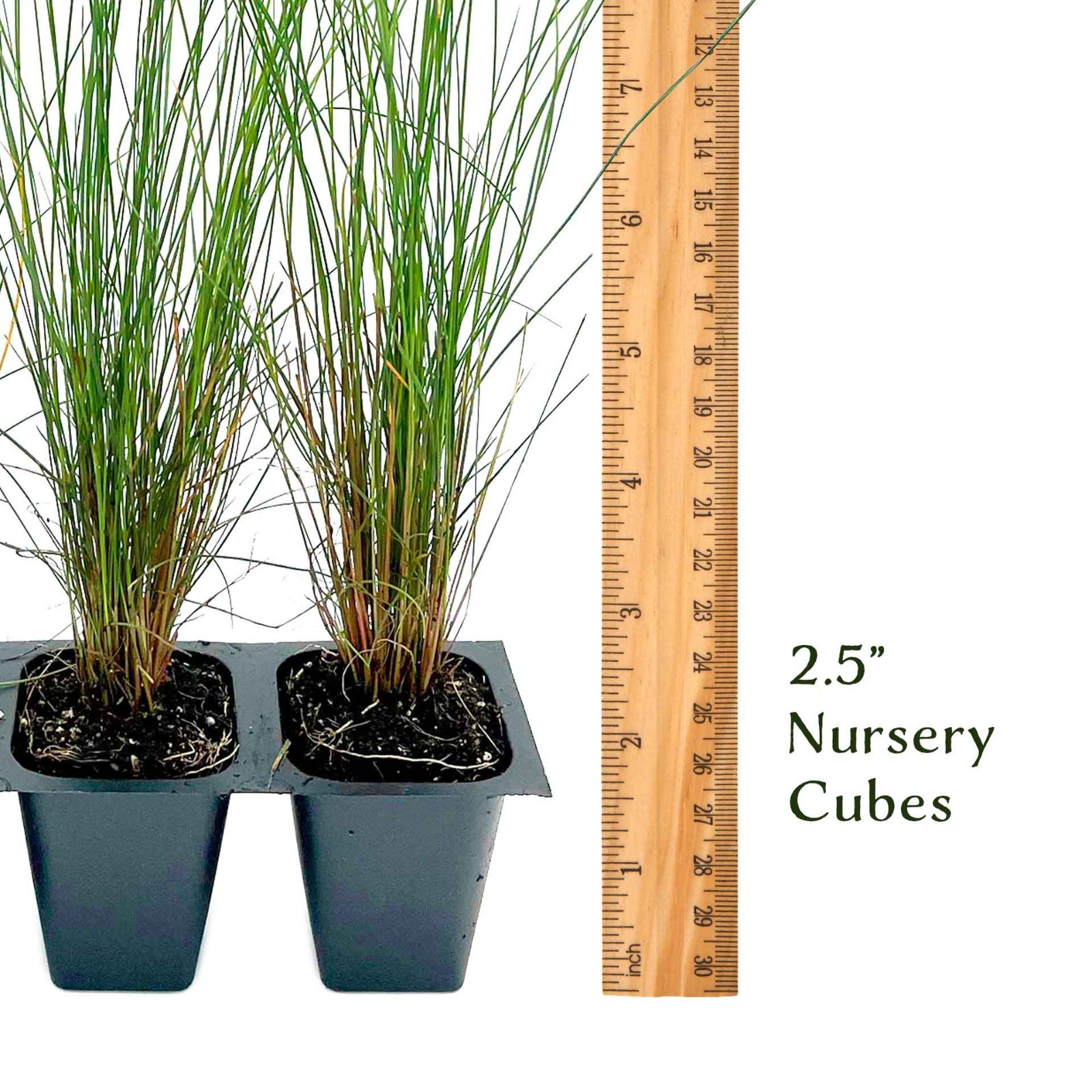 Pink Muhly Grass (Muhlenbergia capillaris) in 2.5” Nursery Cubes, Live Plants