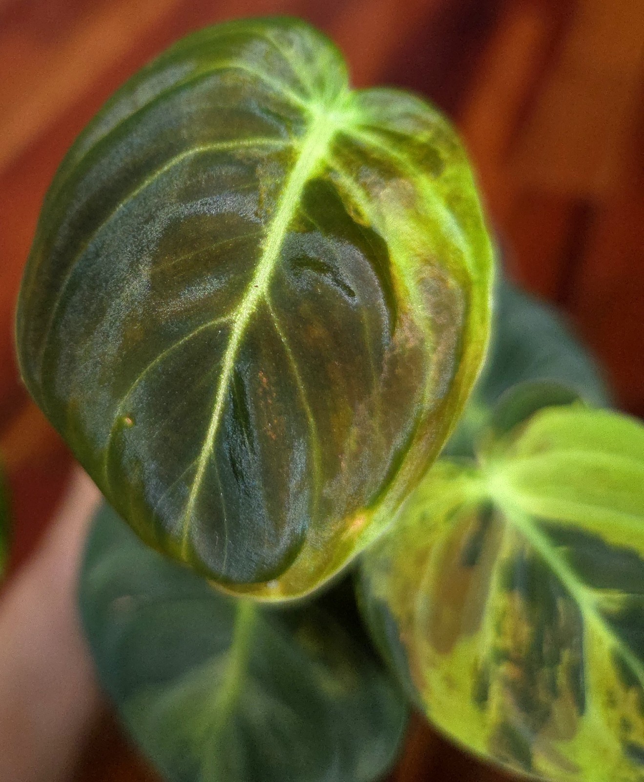 Rare Philodendron Variegated Melanochrysum 13″ Tall Not Anthurium Aroid Monstera