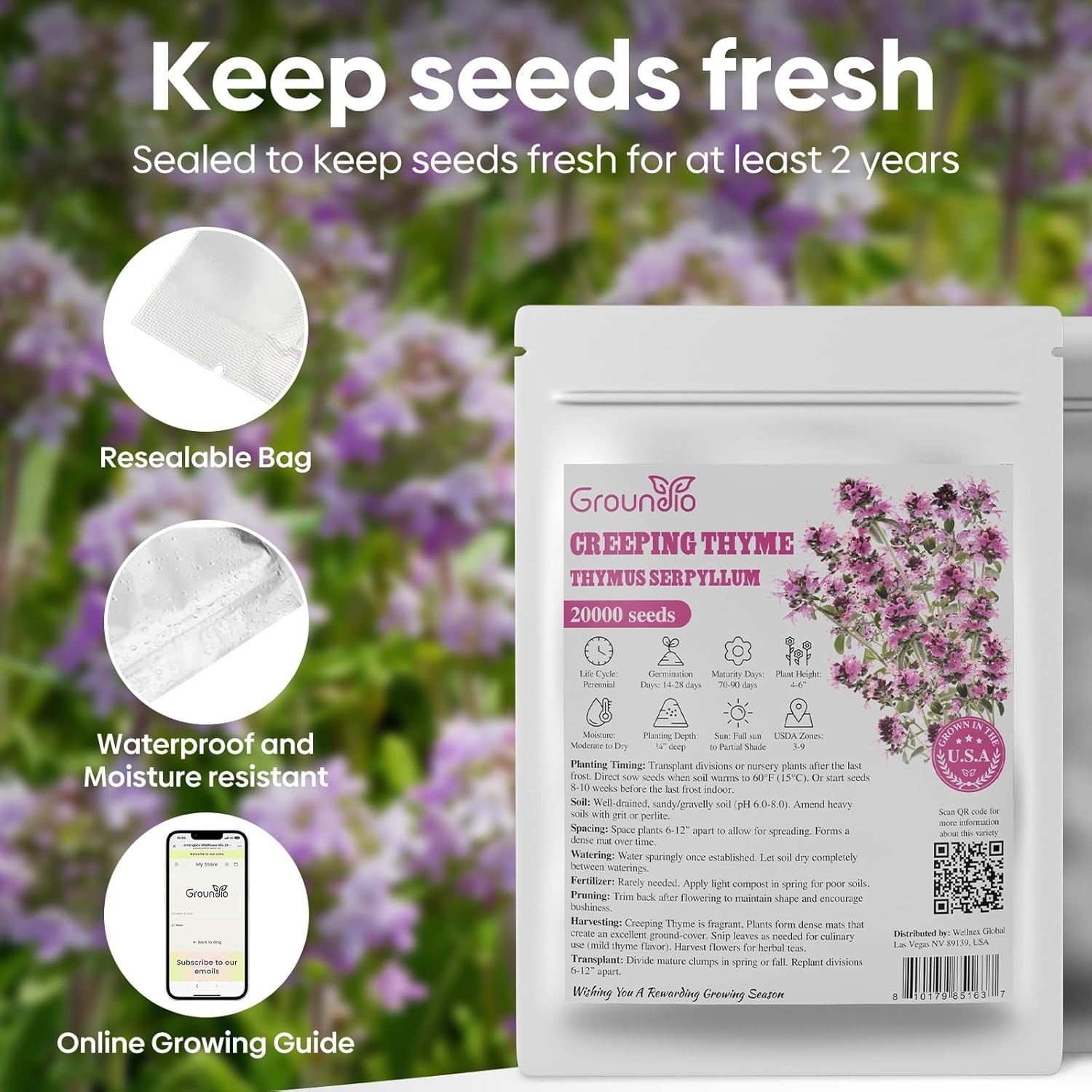 20000+ Creeping Thyme Seeds – Stunning Purple Perennial for Indoor/Outdoor Use