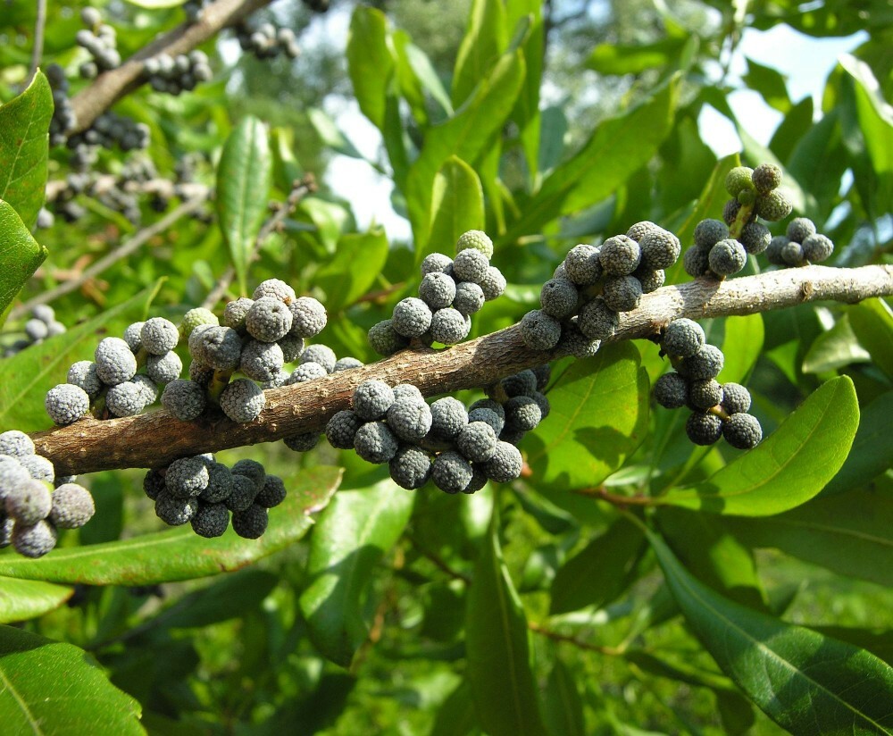 WAX MYRTLE SOUTHERN Myrica Cerifera – 100 SEEDS.