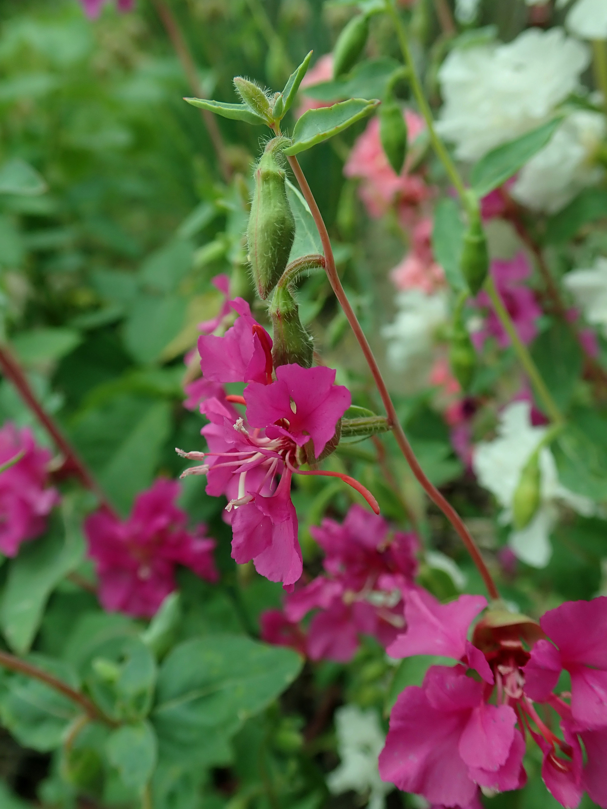 3,000 CLARKIA ELEGANS Seeds (Mountain Garland) | NON-GMO | Free shipping