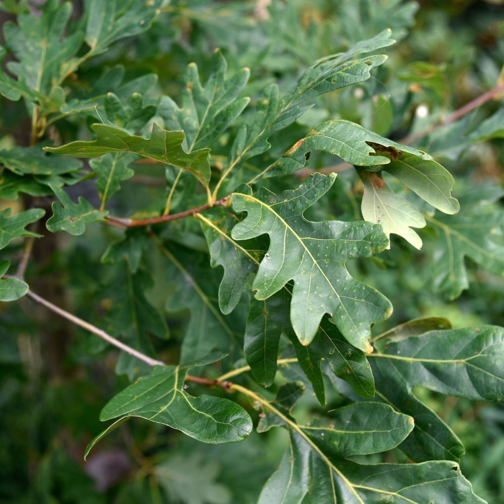 5 White Oak Tree 12-24″ Quercus alba Bare Root