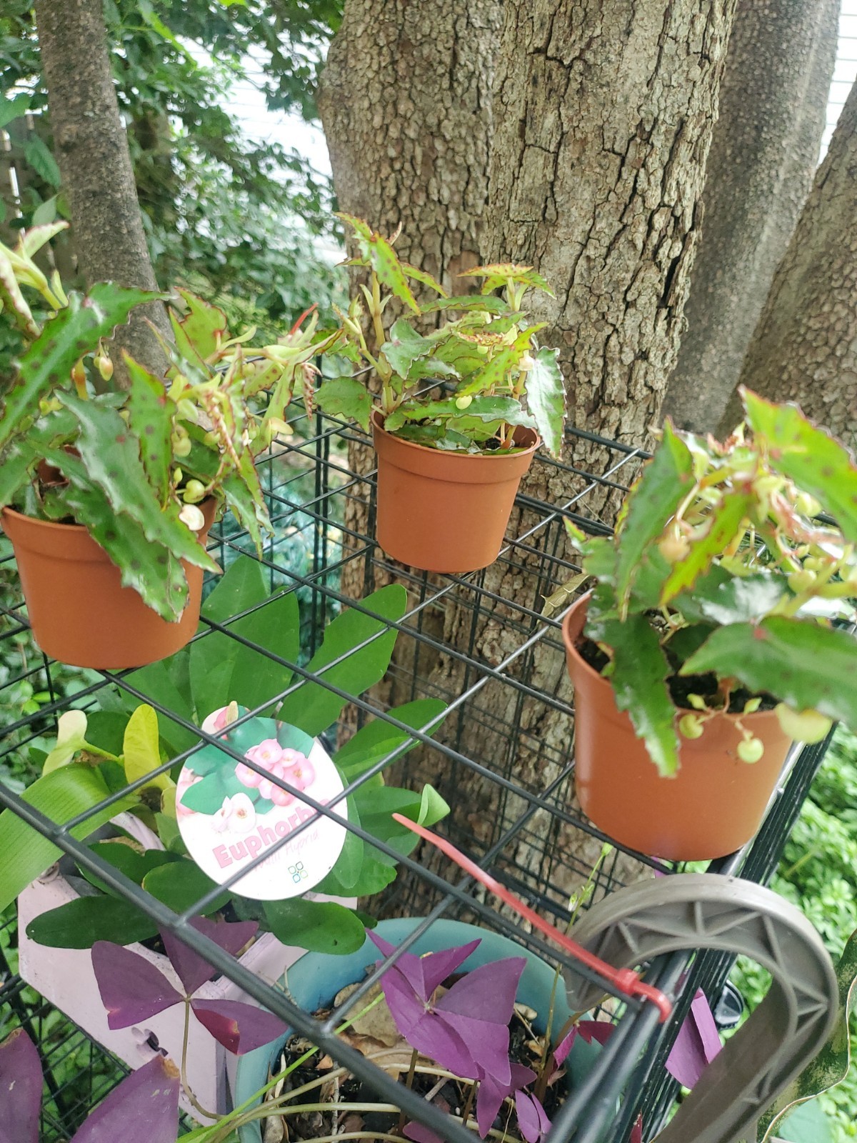 Lot Of 3 RARE Begonia AMPHIOXUS Live Ships In 2.5″