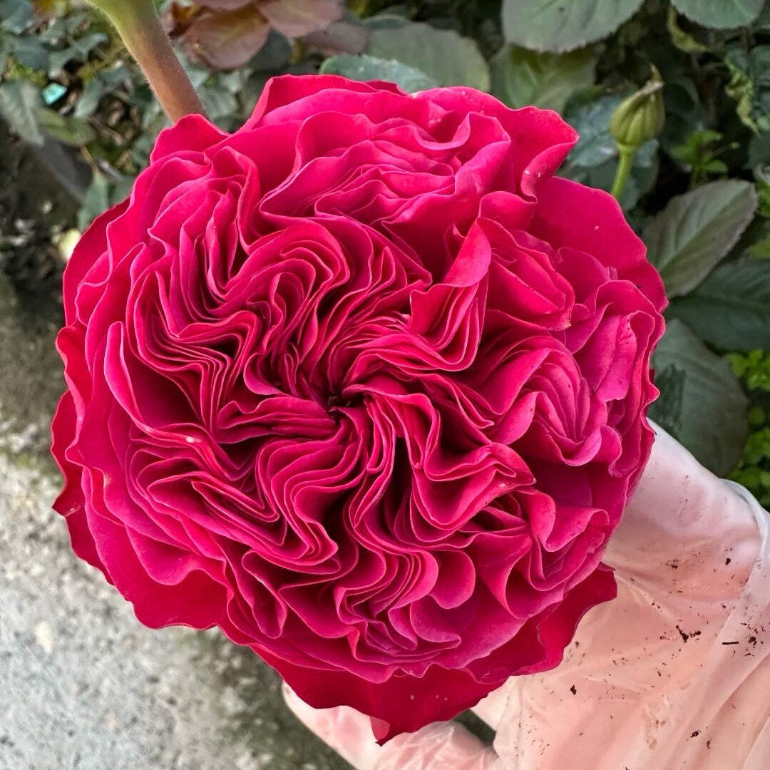 Pink N. Pretty garden rose plant flower bush shrub