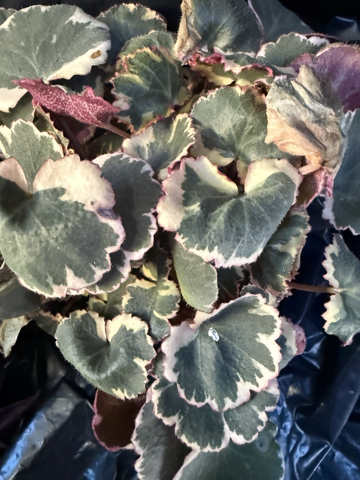 Strawberry Begonia Saxafraga Veragated live rooted plant