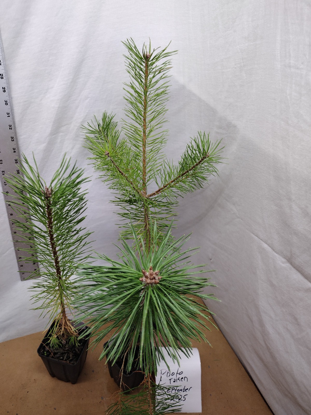 Scotch/Scots Pine. Pinus sylvestris. One year old tree in nursery pot ready for