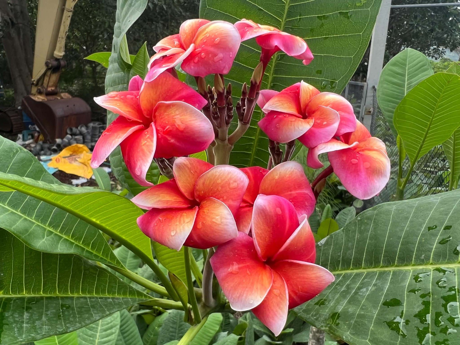 Mixed Thai Seeds bulk (Plumeria Kingdom)