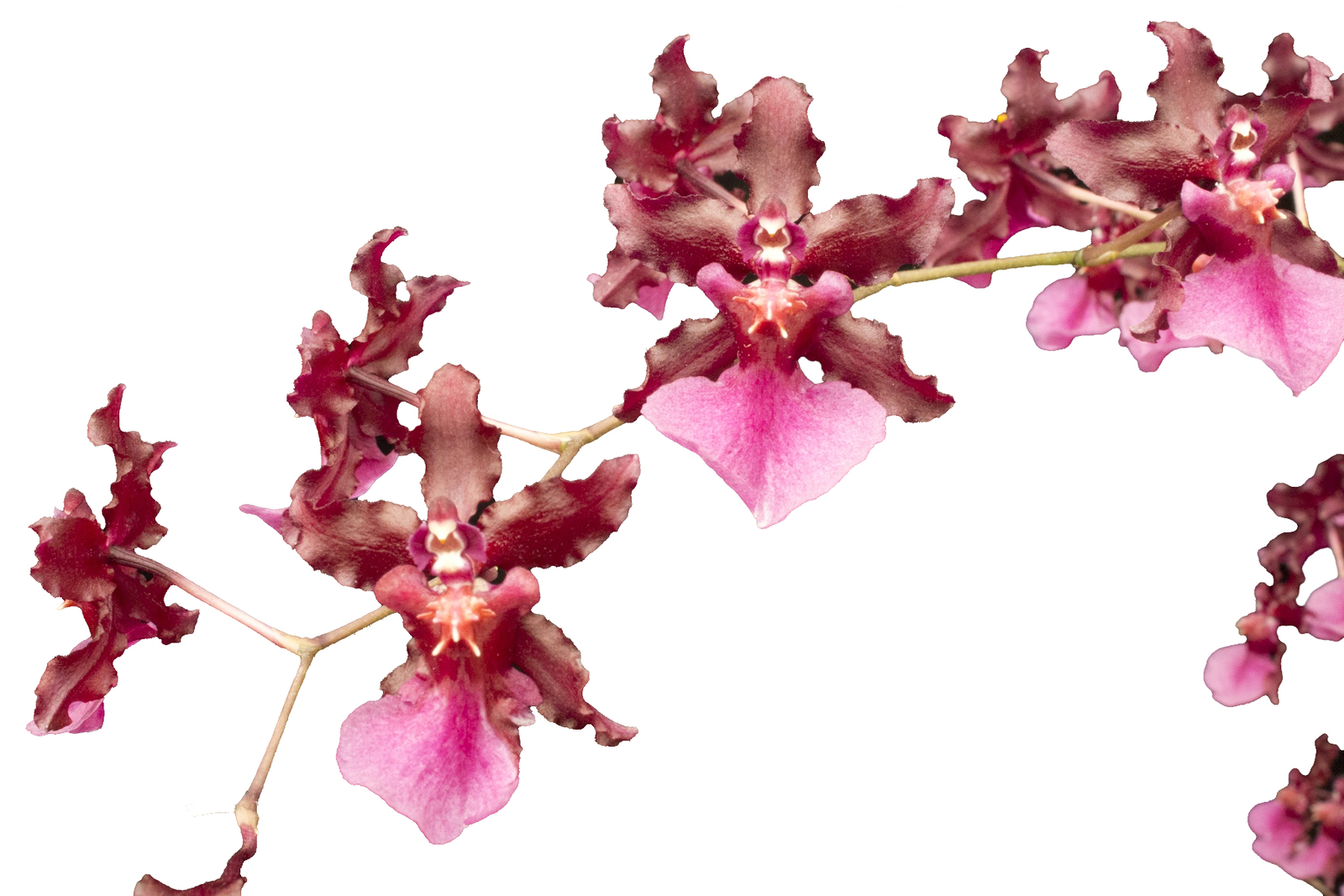 Onc_SHARRY BABY_chocolate fragrance blooms easy grow orchid (NOT in-bud/bloom)
