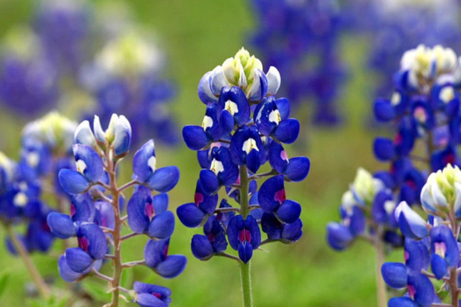 Texas Bluebonnet Lupine Seeds, Texas State Flower, Lone Star Lupine, FREE SHIP