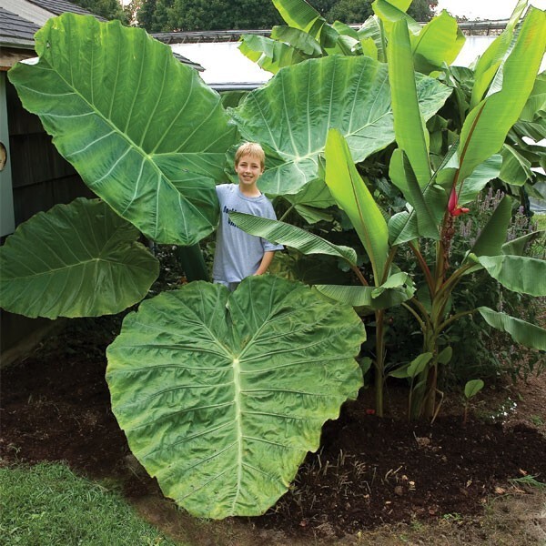 Thailand Giant Colocasia / Elephant Ear / Taro – 1 Gallon Size