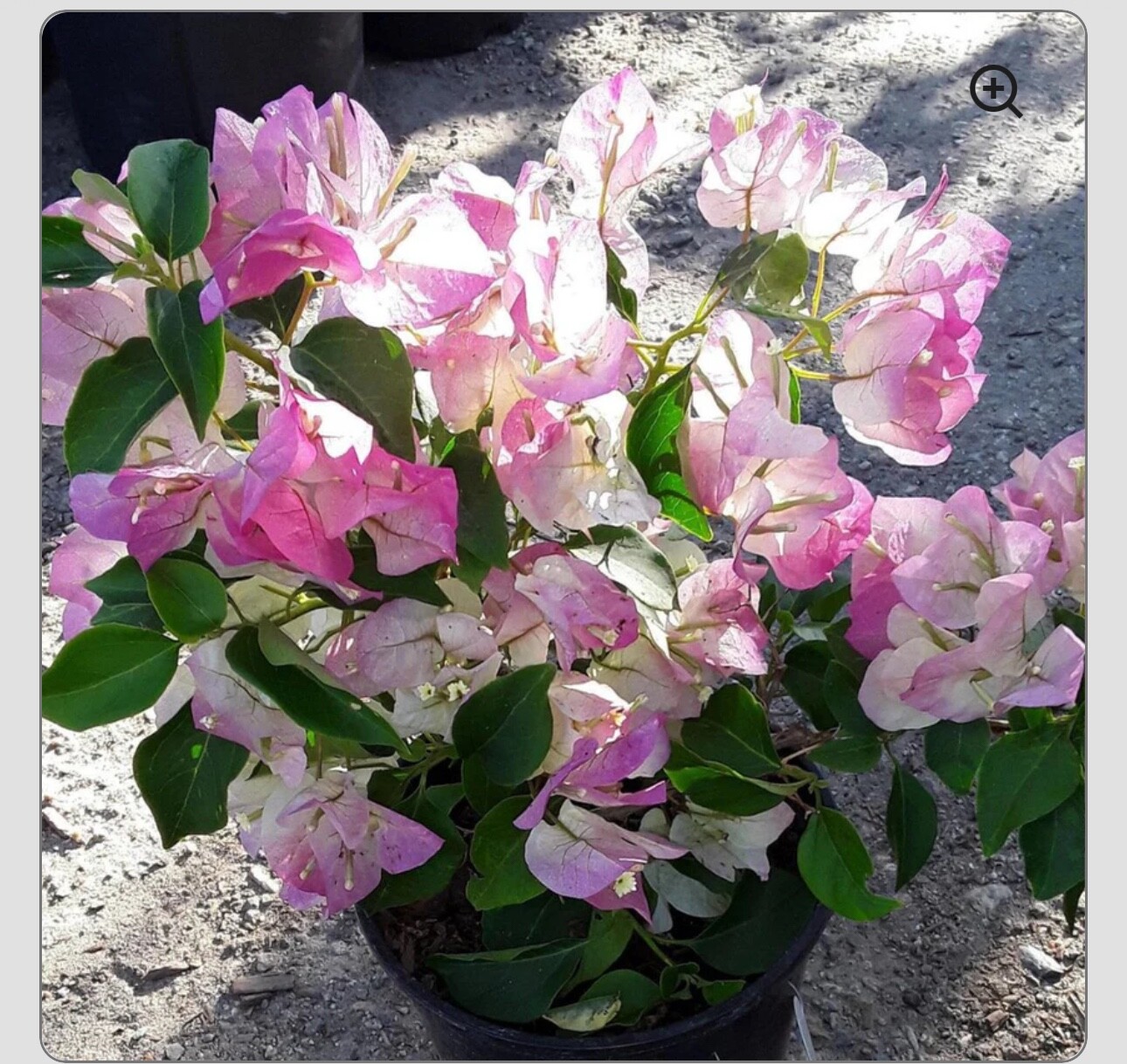 BAMBINO BI COLOR PINK Bougainvillea**Small Well Rooted Starter Plant*
