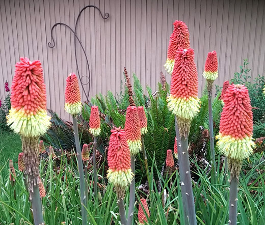 RED HOT POKER TORCH LILY Kniphofia Uvaria Royal Castle – 20 Seeds