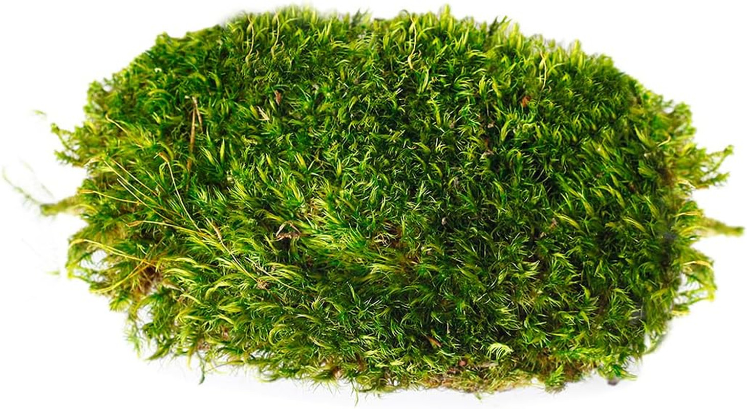 (21542) Mood Moss Preserved, Fresh Green, 4Oz