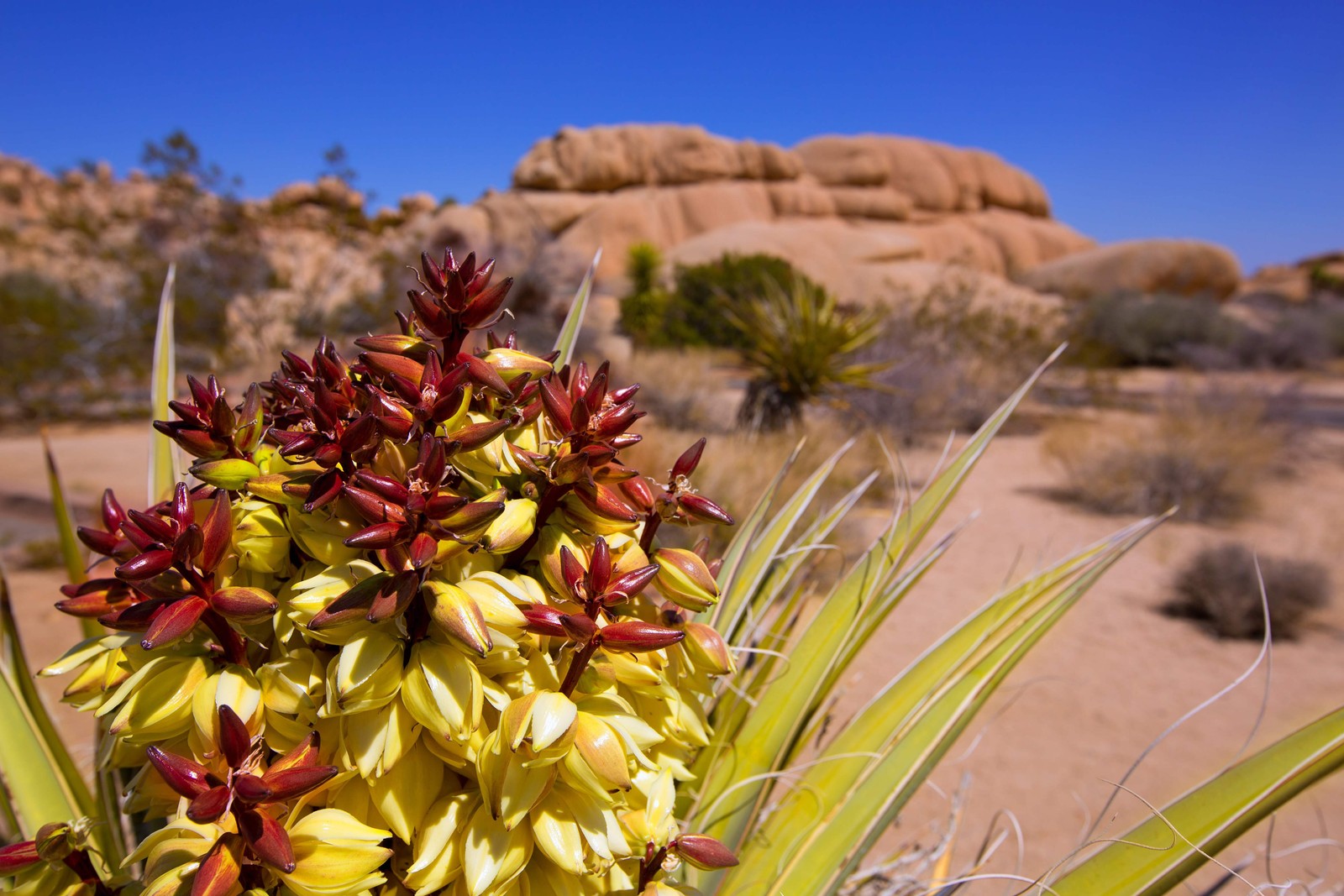 5 JOSHUA TREE Palm Tree Yucca Brevifolia White Flowers Cactus Succulent Seeds