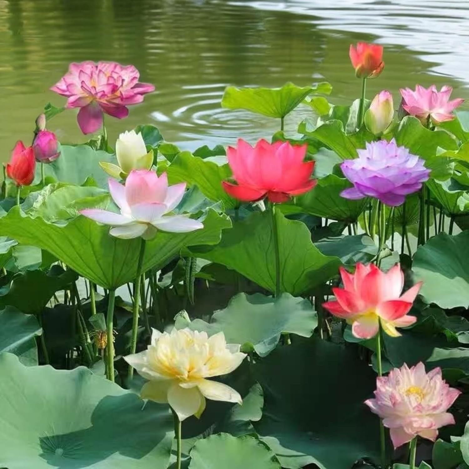 12pcs Mixed Pink, Red & Green Color Bowl Lotus Seeds for Planting Beautiful W…