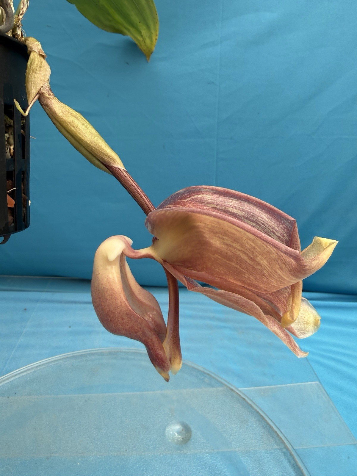 Coryhopea Ecuagenera (Cory. leucocorys X Stan. reichenbachiana) 4” Pot 2 SPIKES