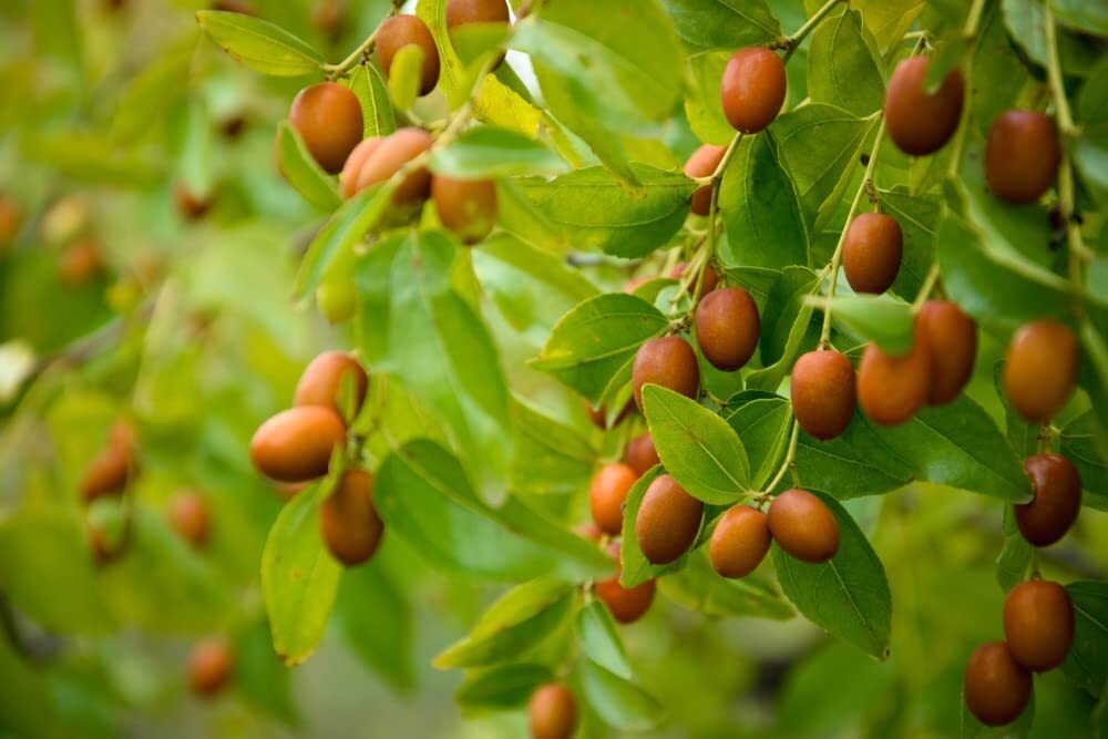 Indian Jujube Seeds for Planting – 10 Seeds – Ziziphus mauritiana, Chinese Date