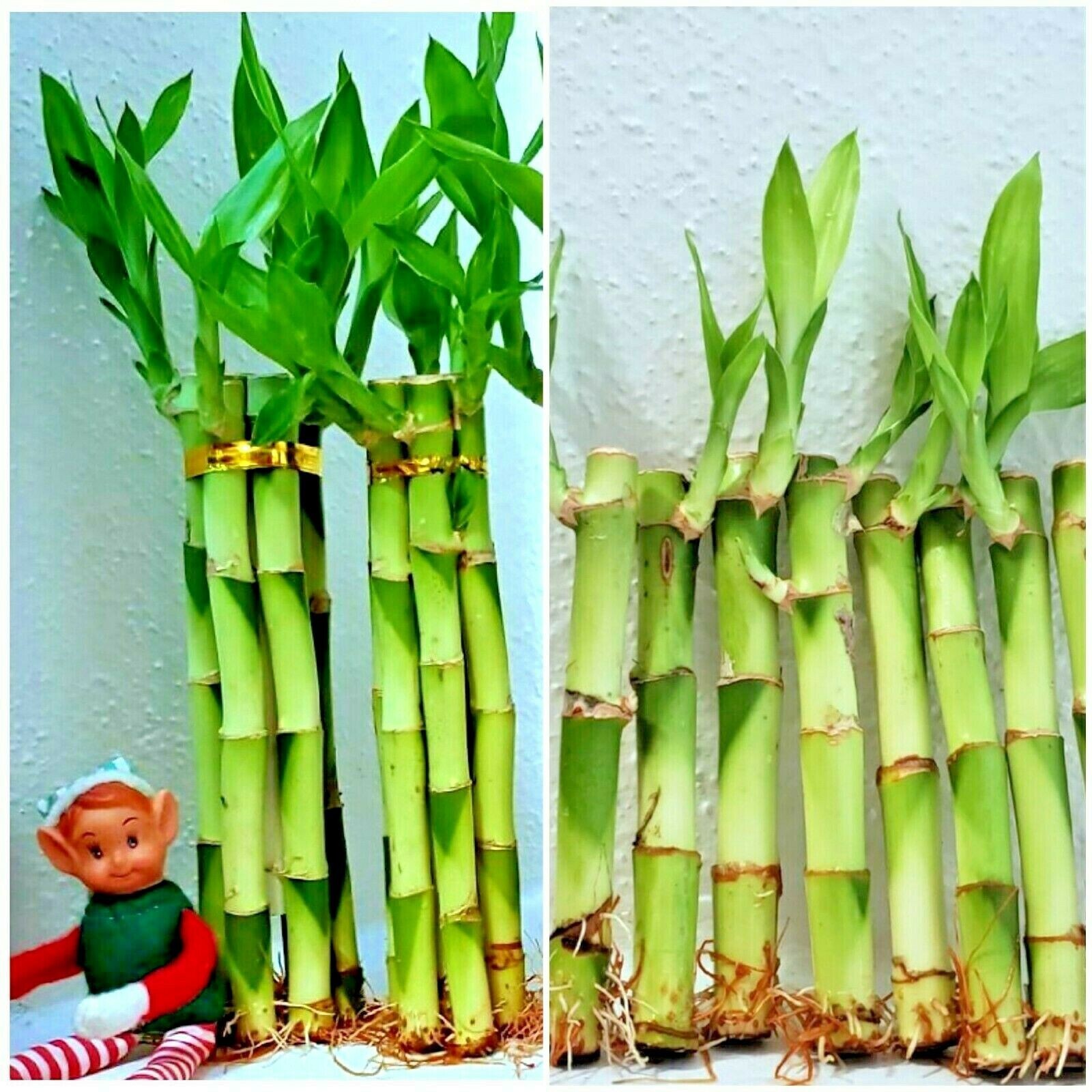 LUCKY BAMBOO 6 stalks 8 inches FREE BUTTERFLY STAKE, Indoor, Perennial, Gift