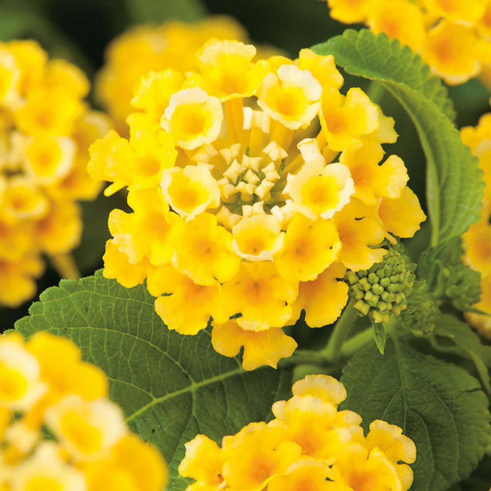 Lantana Flower Seeds for Planting – 300+ Mixed Color to Pink