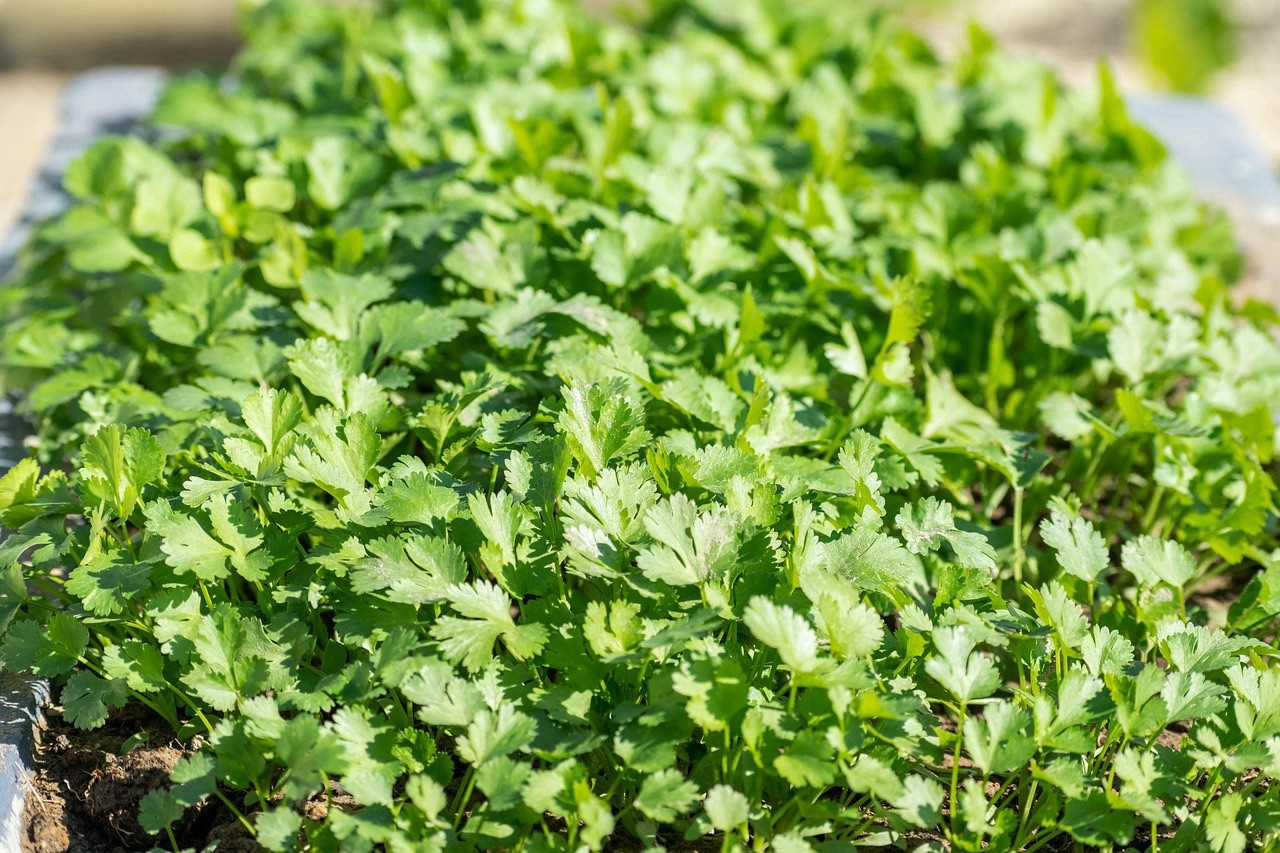 10++ Cilantro / CORIANDER Seeds | Heirloom – Non-GMO | Herb Seeds – USA SELLER