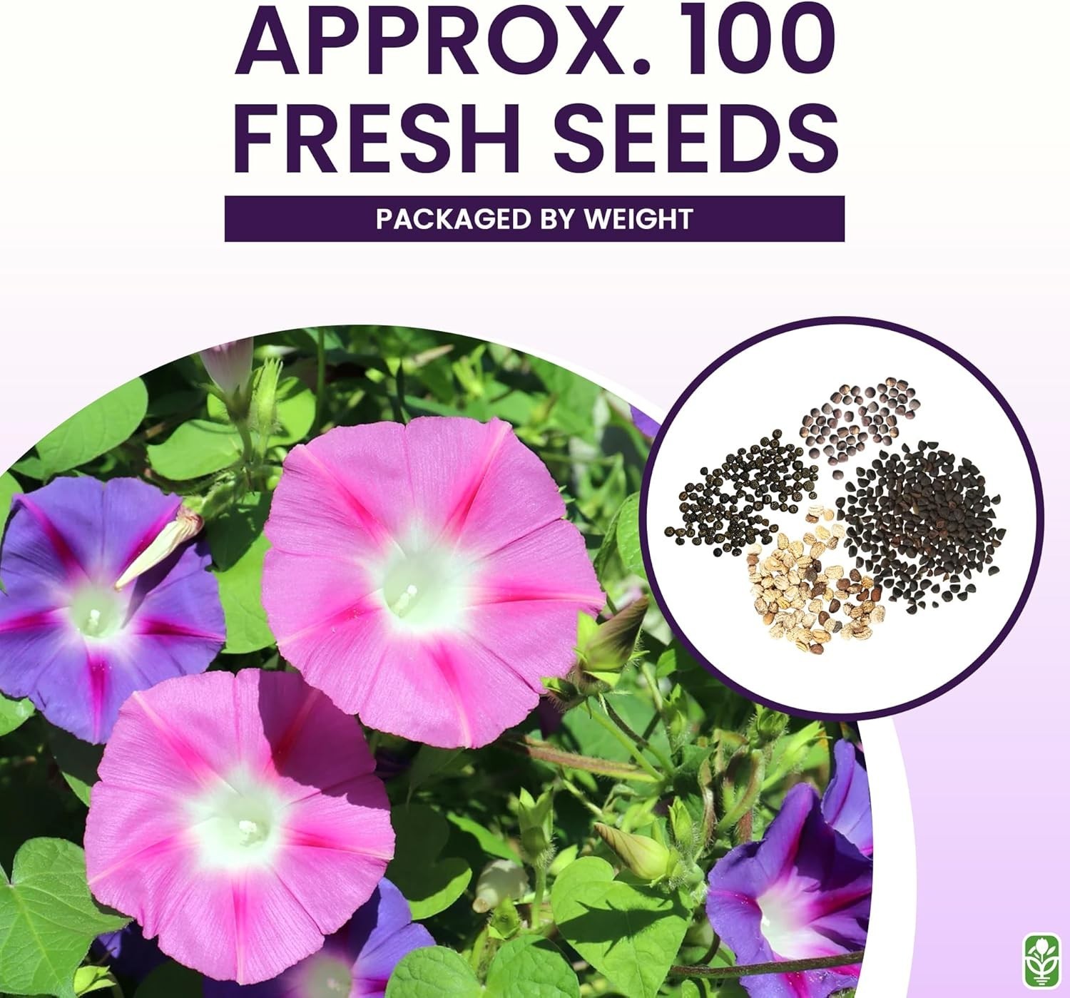 Climbing Vine Seeds for Planting – Colorful Mix of Climbing Flower Seeds: Mor…