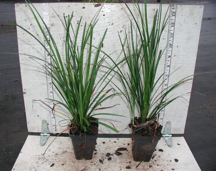 Liriope muscari ‘Big Blue’ 95 Plants in 2-1/2 Pots