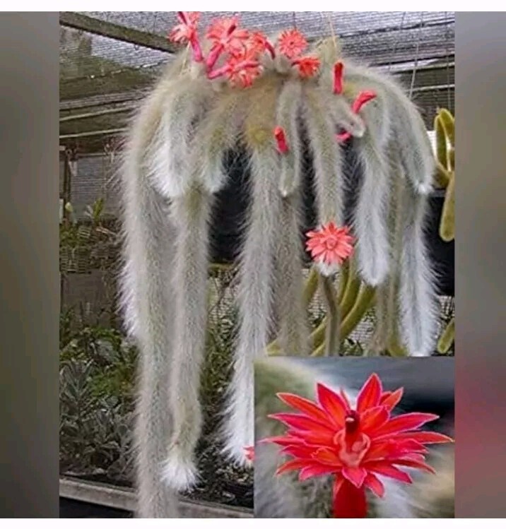 Monkey Tail Cactus Succulent Plant Cutting 8″ (End Cutting)