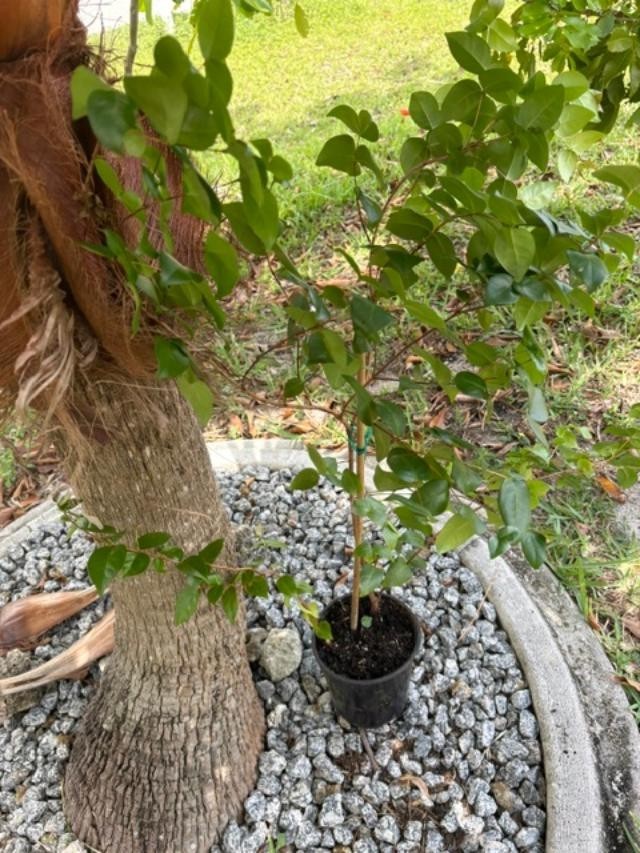 ~24 MO TRIPLE SURINAM BLACK CHERRY SEEDLINGS (EUGENIA UNIFLORA/LOLITA CULTIVAR)