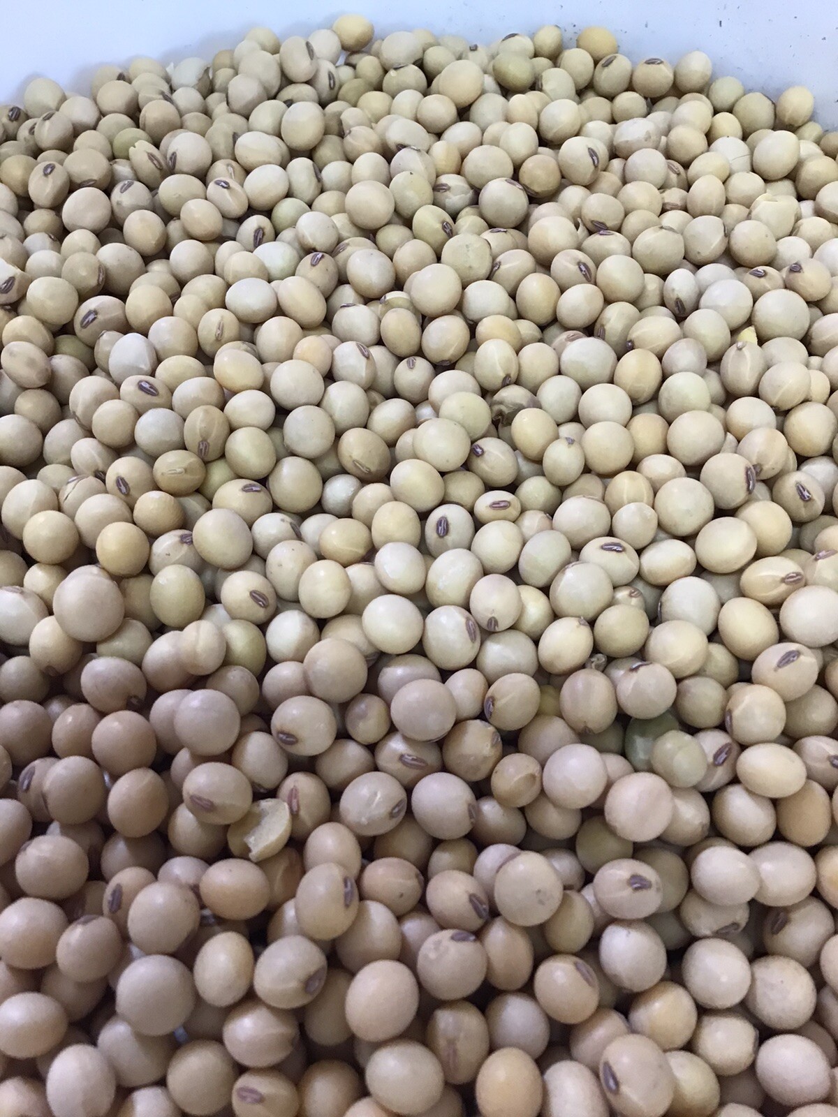 30 LBS Soybean Seed For Food Plot, Deer, Turkey, Rabbit, Wildlife, Livestock