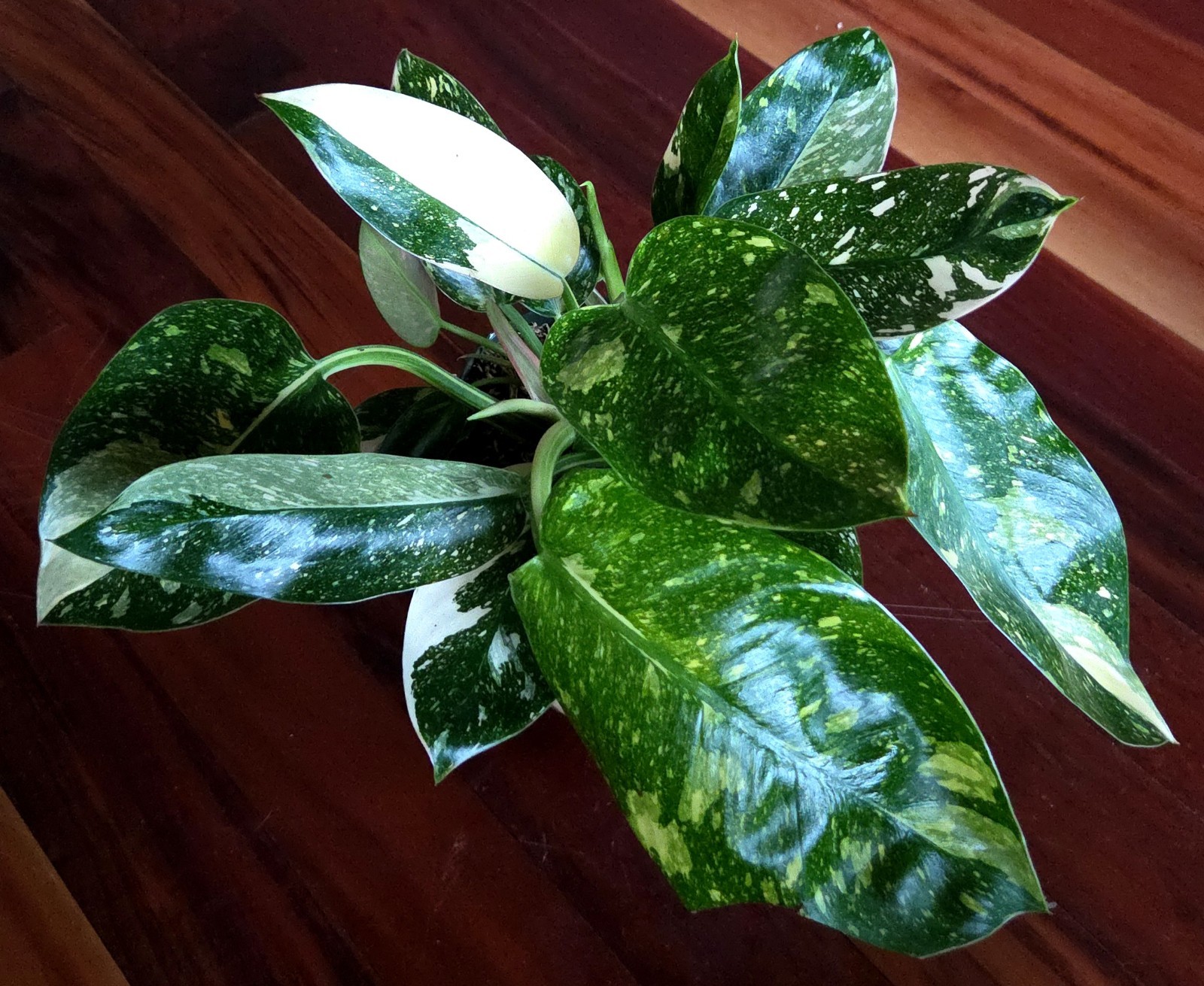 Rare XL Philodendron Congo Nuclear Galaxy Clump 17″ Tall Not Monstera Anthurium